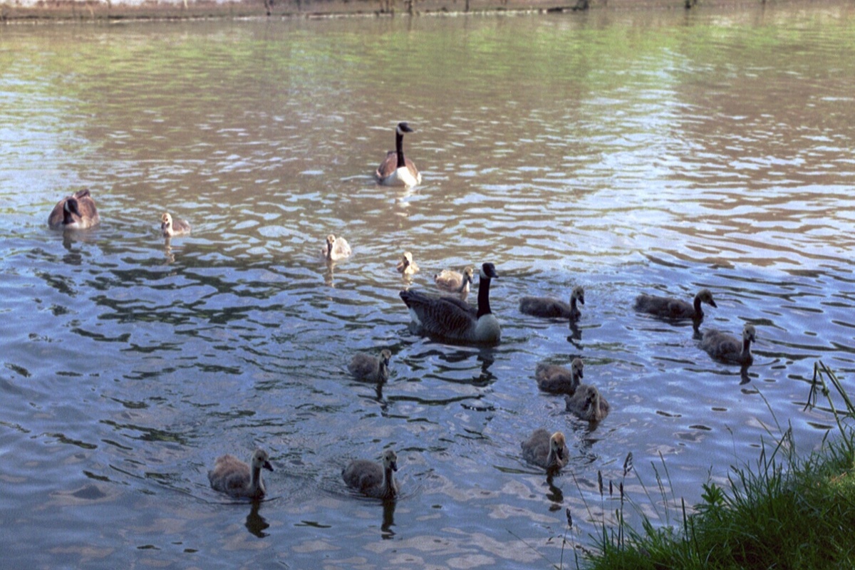 Canada geese and goslings on the Grand Union Canal,  17th June, 2006